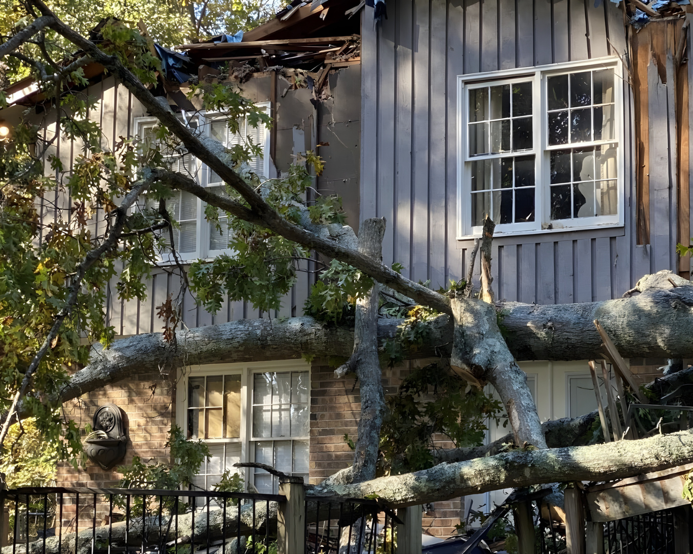 Ivy Removal