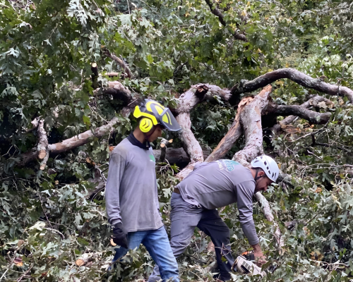 Tree Removal