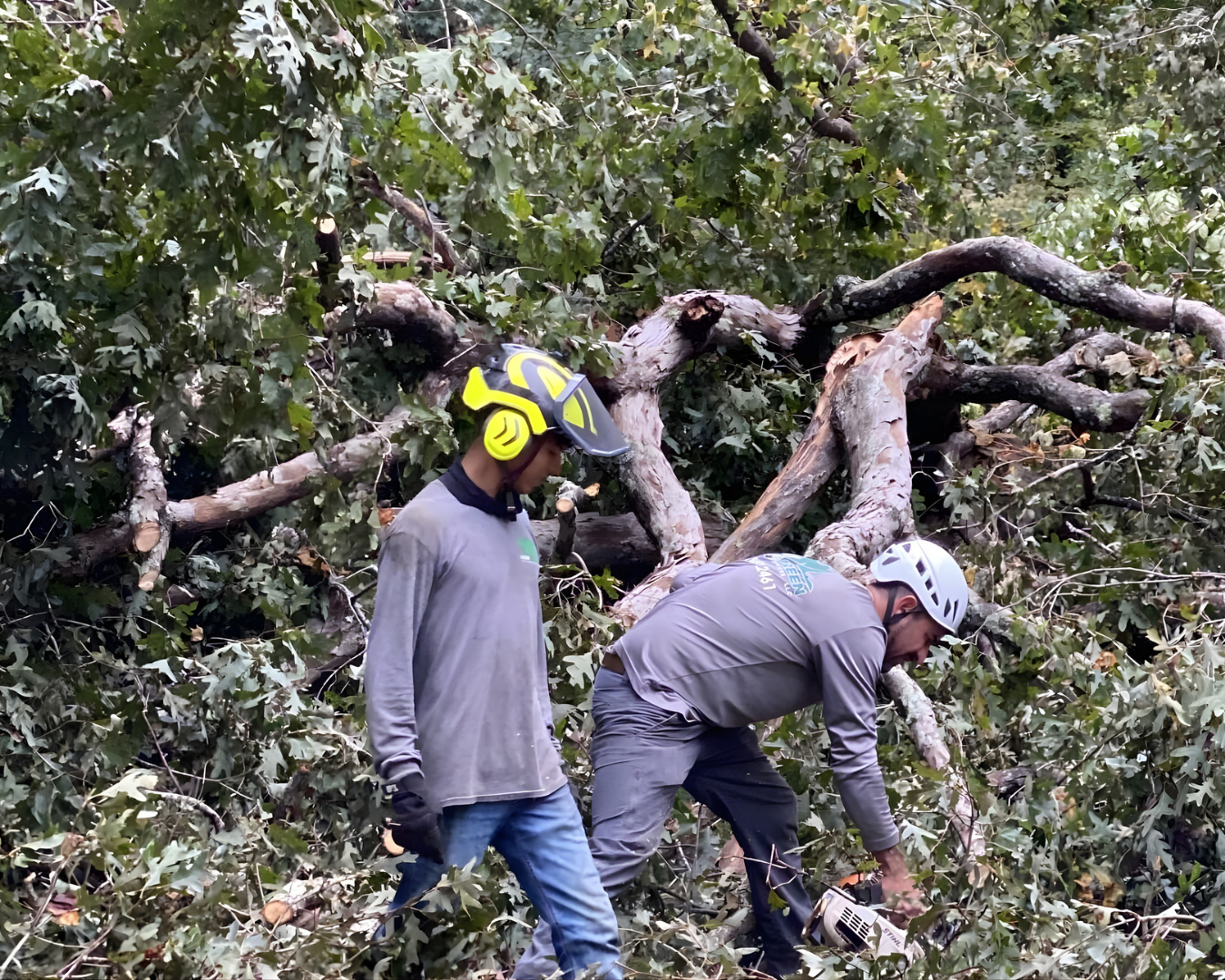 Tree Removal